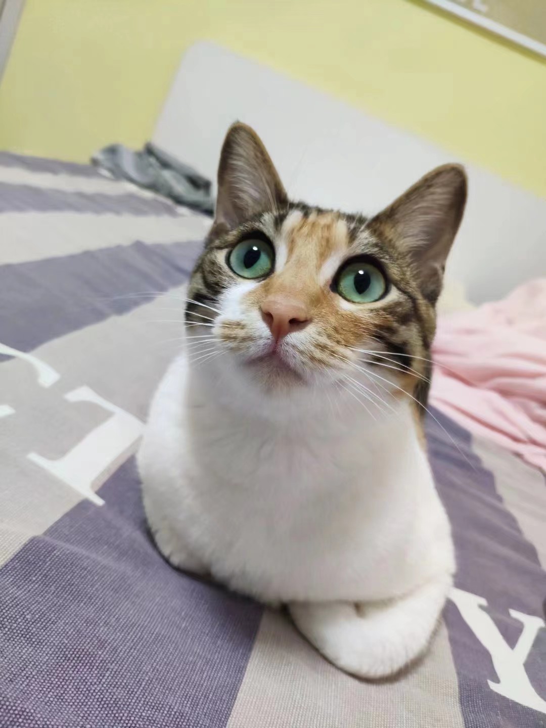 ai充气装置 南 玻A获得实用新型专利授权:“气瓶转运架”